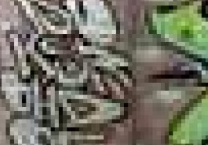 huZJLPERt5ccbWipcQld1313419101[1]