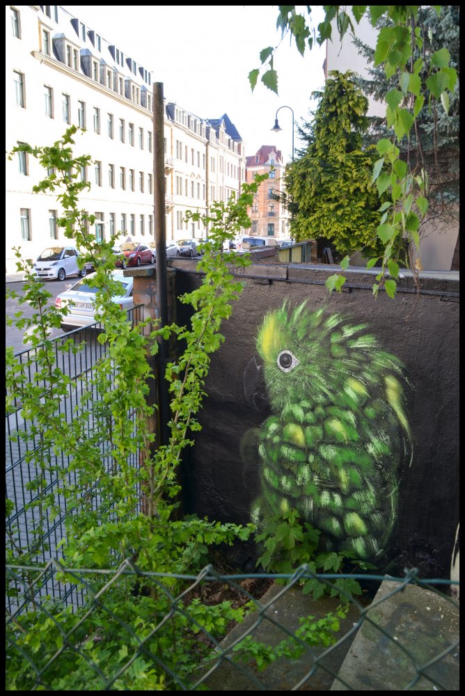 grnparakeetbrmmrsdd0516